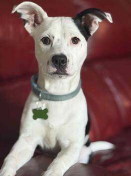 Rescue Terrier Dogs for Adoption in Roxbury Township, New Jersey - Zeus | PetCurious