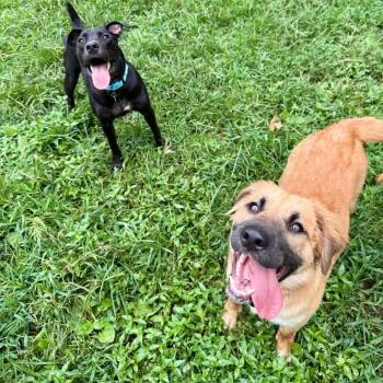 Alastah -  Mixed Breed Dog for Adoption in Fredericksburg, Virginia - Alastah | PetCurious