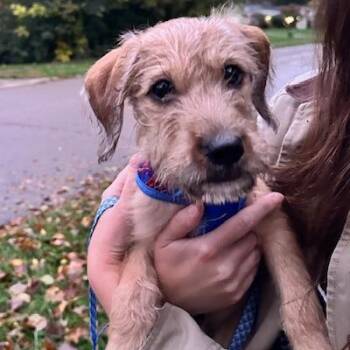 Milo -  Standard Poodle and Mixed Breed Dog for Adoption in Dayton, Ohio - Milo | PetCurious