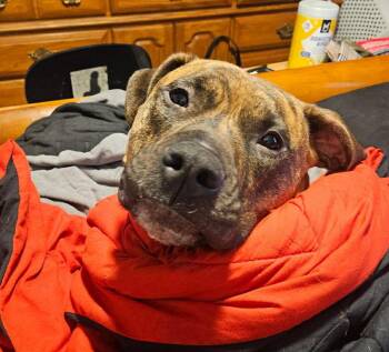 Boxer and Terrier Dogs Available for Adoption in Doylestown, Pennsylvania - Lars | PetCurious