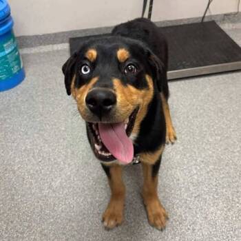 Rescue Mixed Breed Dogs for Adoption in Georgetown, Ohio - Sprout | PetCurious