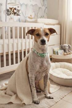 Junie -  Parson Russell Terrier and Chihuahua Dog for Adoption in Newport Beach, California - Junie | PetCurious