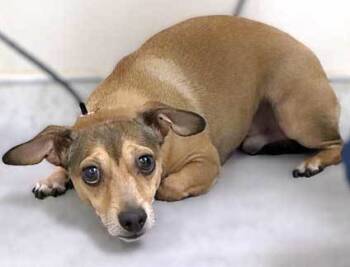 Rescue Chihuahua Dogs for Adoption in Wildomar, California - Humble | PetCurious