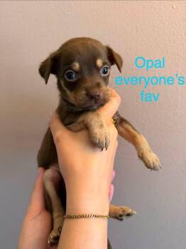 Opal -  Terrier Dog for Adoption in Berlin, New Jersey - Opal | PetCurious