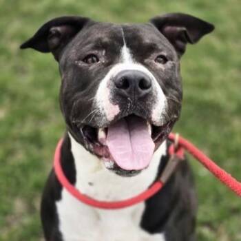 Rescue Pit Bull Terrier Dogs for Adoption in Phoenixville, Pennsylvania - Coop | PetCurious
