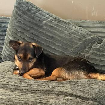 Dachshund and Mixed Breed Dogs Available for Adoption in Cleveland, Tennessee - Stevie | PetCurious