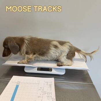 Moose Tracks -  Dachshund Dog for Adoption in San Antonio, Texas - Moose Tracks | PetCurious