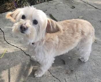 Rescue Maltese and Yorkshire Terrier Dogs for Adoption in Fresno, California - Phoebe | PetCurious