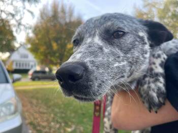 Oreo -  Australian Cattle Dog Blue Heeler Dog for Adoption in Clinton, Wisconsin - Oreo | PetCurious