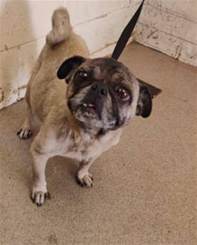 BONITA -  Pug Dog for Adoption in San Bernardino, California - BONITA | PetCurious