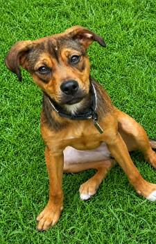 Rhonda -  Pit Bull Terrier and Labrador Retriever Dog for Adoption in Oxford, Michigan - Rhonda | PetCurious