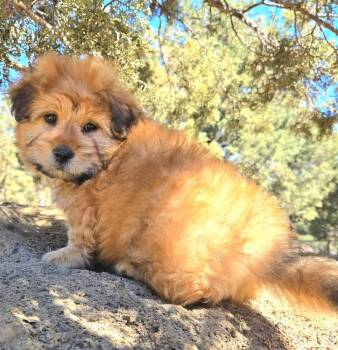 Poodle and Chow Chow Dogs Available for Adoption - Sloth | PetCurious