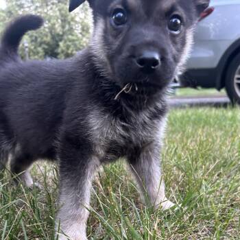 Gully -  German Shepherd Dog and Mixed Breed Dog for Adoption in Minneapolis, Minnesota - Gully | PetCurious