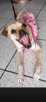 Petunia -  Pug and Rat Terrier Dog for Adoption in Calgary, Alberta - Petunia | PetCurious