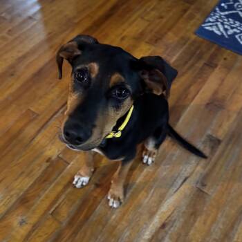 Curt - Local pup who loves kids -  Black And Tan Coonhound and Black Labrador Retriever Dog for Adoption in Andover, Massachusetts - Curt - Local Pup Who Loves Kids | PetCurious