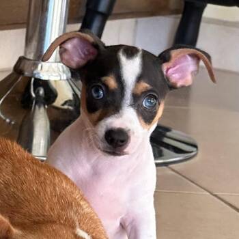 Rescue Chihuahua and Poodle Dogs for Adoption in Sherwood, Oregon - Tally | PetCurious