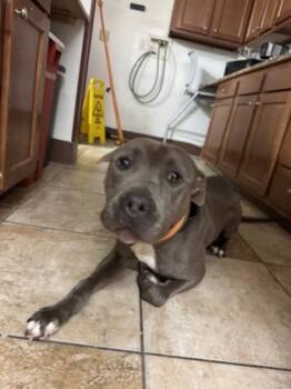 Rescue Mixed Breed Dogs for Adoption in Cincinnati, Ohio - Heron | PetCurious