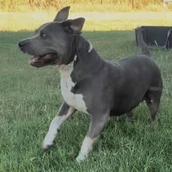 Rescue American Staffordshire Terrier and Pit Bull Terrier Dogs for Adoption in Aledo, Texas - Jade | PetCurious