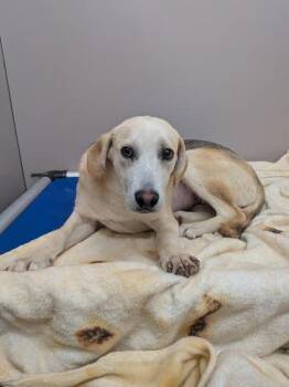 Hound and Mixed Breed Dogs Available for Adoption in Louisburg, North Carolina - Jubilee | PetCurious