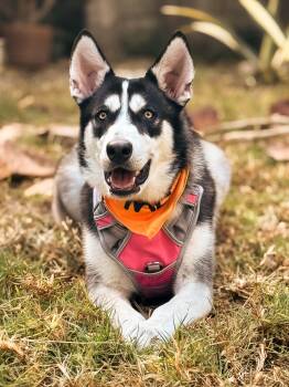 Husky Dogs Available for Adoption in Torrance, California - Lilly | PetCurious
