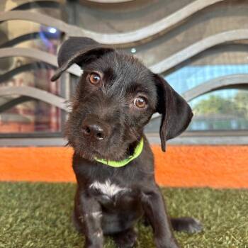 Hazel -  Terrier Dog for Adoption in Portland, Oregon - Hazel | PetCurious