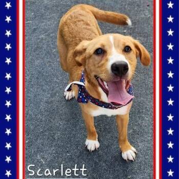 Scarlett -  Hound Dog for Adoption in Cleveland, Tennessee - Scarlett | PetCurious