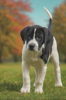 Rescue Hound Dogs for Adoption in Huntingtown, Maryland - Mona | PetCurious