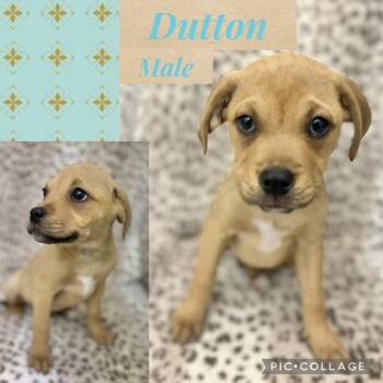Boxer Dogs Available for Adoption in Manchester, Connecticut - Dutton | PetCurious