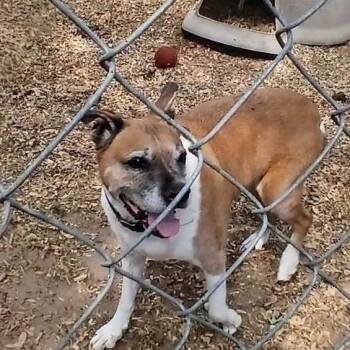 Ruckus -  Boxer Dog for Adoption in Spring Hill, Kansas - Ruckus | PetCurious