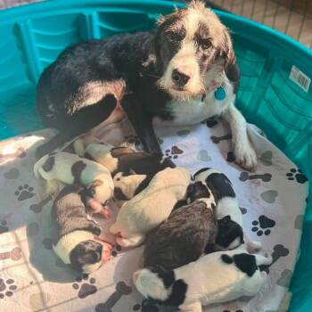 Radiohead -  Mixed Breed Dog for Adoption in Fredericksburg, Virginia - Radiohead | PetCurious