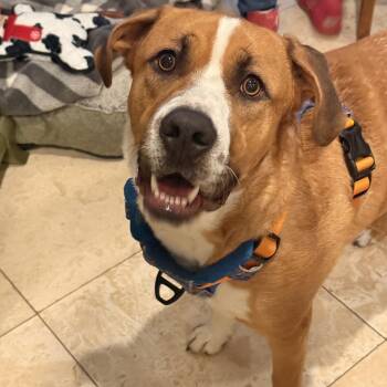 Charlie -  Mixed Breed Dog for Adoption in Richmond, Texas - Charlie | PetCurious