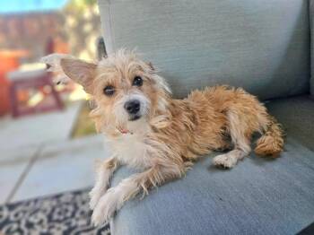 Rescue Terrier Dogs for Adoption in Greenfield, California - Nori | PetCurious