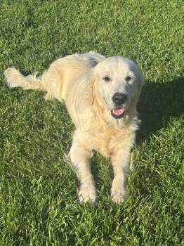 Golden Retriever Dogs Available for Adoption in West Milwaukee, Wisconsin - Alvin  $600 | PetCurious