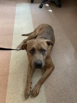 Rescue Pit Bull Terrier Dogs for Adoption in San Jose, California - SCOOBY | PetCurious