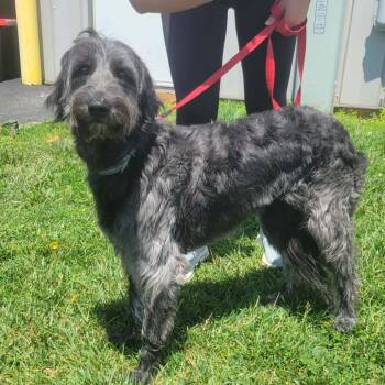 Willow -  Poodle Dog for Adoption in La Grange, Kentucky - Willow | PetCurious