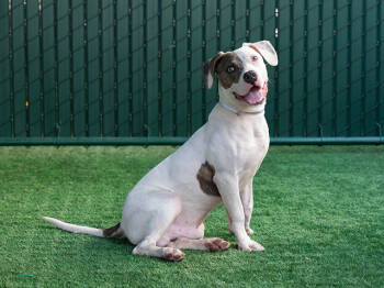 Rescue Pit Bull Terrier Dogs for Adoption in Pasadena, California - MOOSE | PetCurious