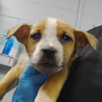 Latifa -  Mixed Breed Dog for Adoption in Summerville, South Carolina - Latifa | PetCurious