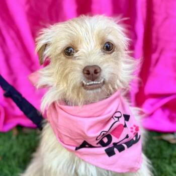 Rescue Terrier Dogs for Adoption in Rowland Heights, California - BETTY | PetCurious