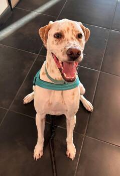 Finn-Minnetonka, MN -  Dalmatian Dog for Adoption in San Diego, California - Finn-Minnetonka, MN | PetCurious