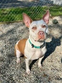 Maisie -  Mixed Breed and Australian Cattle Dog Blue Heeler Dog Available for Adoption in Parsippany-troy Hills, New Jersey - Maisie | PetCurious