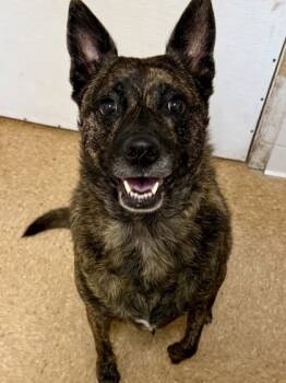 Rescue Plott Hound and Mixed Breed Dogs for Adoption in San Antonio, Texas - Cleopatra | PetCurious