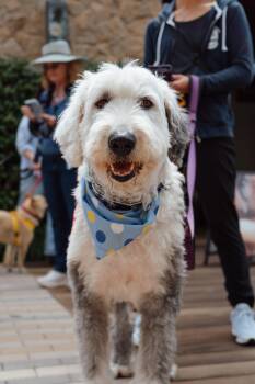 Old English Sheepdog Dogs Available for Adoption in San Jose, California - Raffi | PetCurious