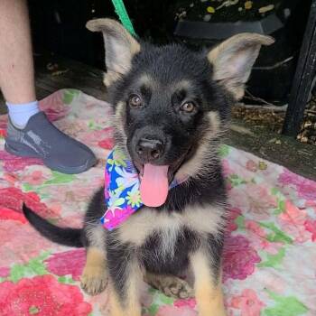 Pina Colada -  German Shepherd Dog and Australian Shepherd Dog for Adoption in Woolwich, Maine - Pina Colada | PetCurious