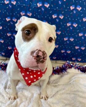 LOUISE -  Pit Bull Terrier and Mixed Breed Dog for Adoption in Kalamazoo, Michigan - LOUISE | PetCurious