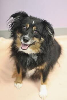 Bambi in NH. Come Meet our Adoptable Dogs Wednesday-Saturday. Mo -  Australian Shepherd Dog for Adoption in Manchester, New Hampshire - Bambi In NH. Come Meet Our Adoptable Dogs Wednesday-Saturday. Mo | PetCurious