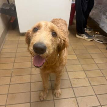 Goldie -  Standard Poodle and Golden Retriever Dog for Adoption in Birmingham, Alabama - Goldie | PetCurious