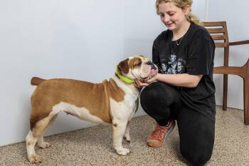 Rescue English Bulldog Dogs for Adoption in Chester Springs, Pennsylvania - Gladys | PetCurious