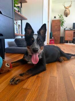 Bindi -  Australian Cattle Dog Blue Heeler and Border Collie Dog for Adoption in Paso Robles, California - Bindi | PetCurious