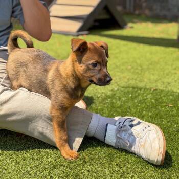 Mixed Breed Dogs Available for Adoption in Gainesville, Georgia - Harmony | PetCurious