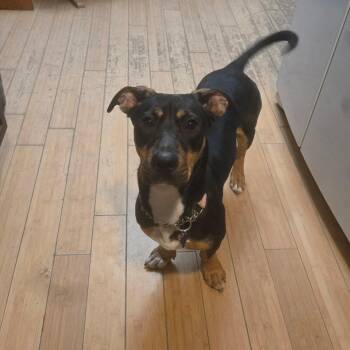 Pit Bull Terrier and Basset Hound Dogs Available for Adoption in Fort Collins, Colorado - Luna | PetCurious